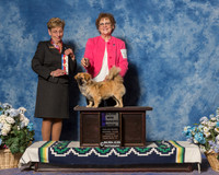 Tibetan Spaniel #10 Sat WB Maj Zieris Carole Shirley Carroll Judge Mrs Susan Godek