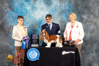 Cavalier King Charles Spaniel #6 Fri RWB Judge Donna Buxton