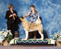 Akita #19 Sat BOB Sikkink Barbara Judge Ms Grace M Fritz