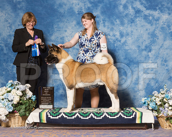 Akita #17 Sat WD BOW Maj Sikkink Barbara Judge Ms Grace M Fritz-_ST_7934