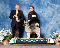 Norwegian Elkhound #16 Sat WB Trotter Bettandorff Hooper Judge Mr Howard M Yost