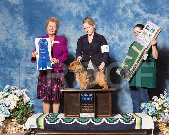 Norwich Terrier #15 Sat G1 Willrich Tonnie Agent Alfonso Escobedo Judge Mrs Tomas Gomez-_ST_7946