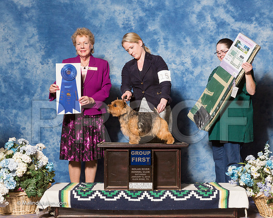 Norwich Terrier #15 Sat G1 Willrich Tonnie Agent Alfonso Escobedo Judge Mrs Tomas Gomez-_ST_7948