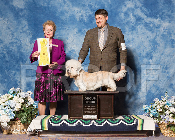 Petits Bassets Griffons Vendeens #5 Sat G3 Mills Debra Judge Mrs Tomas Gomez-_ST_7953