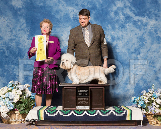Petits Bassets Griffons Vendeens #5 Sat G3 Mills Debra Judge Mrs Tomas Gomez-_ST_7954