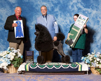 Standard Poodle #21 Sat G1 Knight Michael Mark Dewitt Judge Mr Don Sutton