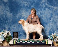 Spinoni Italiani Sat NGGC Judge Mr Richard J Lewis