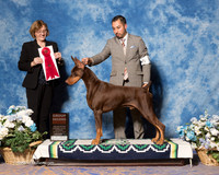 Doberman Pinscher #23 Sat G2 MACKENZIE Tony, & Kim MacKenzie Judge Grace M Fritz