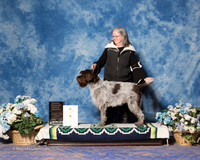Wirehaired Pointing Griffon #5 Sat OHG4