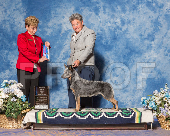 Australian Cattle Dog #9 Sun BOW Maj Rowland Joyce Judge Ms Susan Godek-_ST_8045