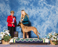Belgian Malinois #20 Sun WB Maj Reynolds Savannah Judge Ms Susan Godek