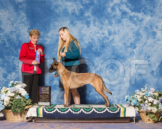 Belgian Malinois #20 Sun WB Maj Reynolds Savannah Judge Ms Susan Godek-_ST_8034