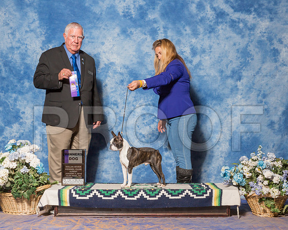 Boston Terrier #7 Sun WD Nicoloff Donna Agent Tina Starr Judge Mr Don Sutton-_ST_8055
