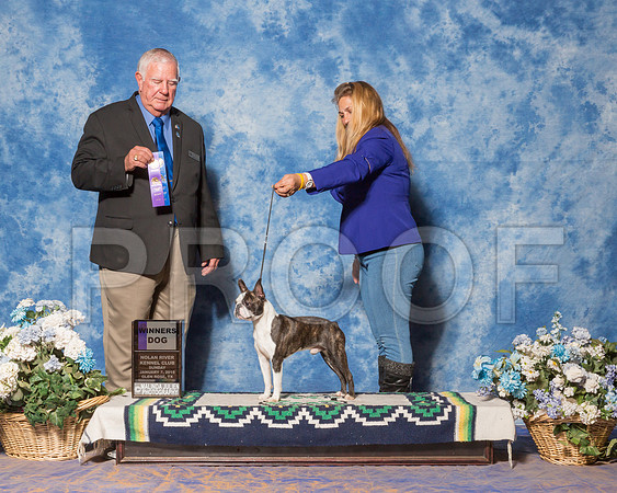 Boston Terrier #7 Sun WD Nicoloff Donna Agent Tina Starr Judge Mr Don Sutton-_ST_8056