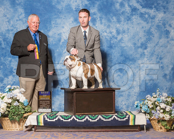 Bulldog #21 Sun BOB Castro Mario Judge Mr Don Sutton-_ST_8061