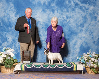 French Bulldog #24 Sun BOS NGC Clayton Kathy Judge Mr Don Sutton