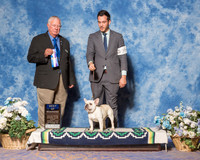 French Bulldog #39 Sun Judge Mr Don Sutton