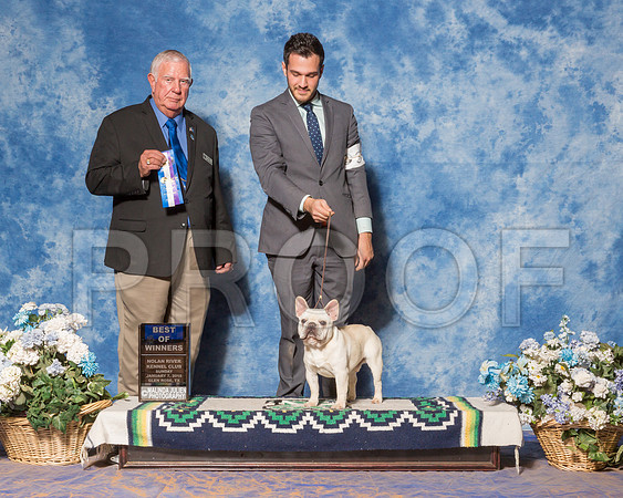 French Bulldog #39 Sun Judge Mr Don Sutton-_ST_8051