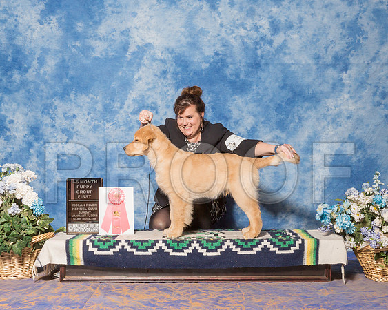 Golden Retriever #15 Sun 4 6 G1 McGarth Jackie Judge Ms Marilyn OCuilinn-_ST_8065