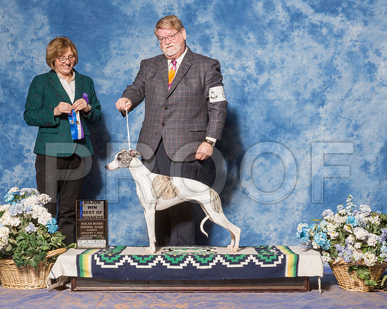 Whippet #6 Sun BOW WB Maj Tatro Harold Judge Ms Grace Fritz-_ST_8023