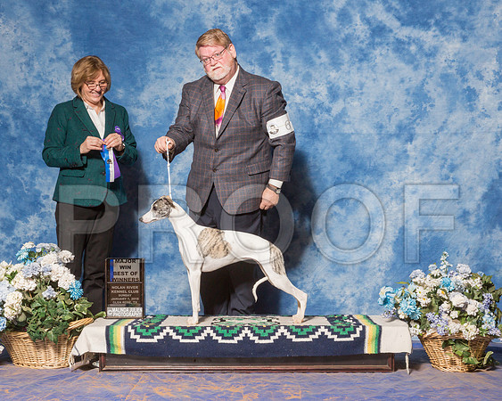 Whippet #6 Sun BOW WB Maj Tatro Harold Judge Ms Grace Fritz-_ST_8024