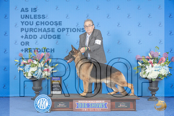 German Shepherd Dog #21 SAT BOB Judge Jamie Hubbard__JP_9763_Houston_2024_HR3