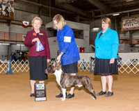 American Staffordshire Terrier #15 Sun BOW Maj Tuck Tiara Agent Tiara Tuck Judge Mrs Tomas Gomez