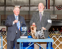 Yorkshire Terrier #11 Sun BOW Maj Hinds Bill Judge Mr Howard Yost