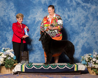 Belgian Sheepdog #16 Sun WB BOW NC Maj Andric Melinda Judge Ms Susan Godek