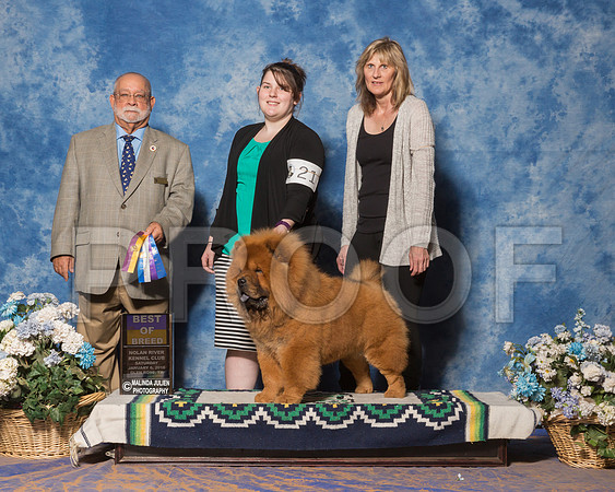 Chow Chow #21 Sat BOB Maj Peterman Regina Judge Mr Vincent Chianese-_ST_8104