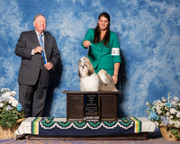 Shih Tzu #21 Sun BOW Maj Jodoin Pamela Judge Mr Howard Yost