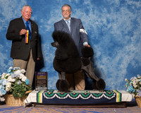 Standard Poodle #21 Sun BOB Knight Michael Judge Mr Don Sutton