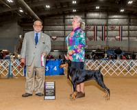 Doberman Pinshcer #6 Sun RWD Field Miller Jeanne Judge Mr Vincent Chianese