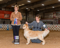 Golden Retriever #32 Sun WB Johnson Kendra Agent Brianna Bischoff Judge Molly Bogan