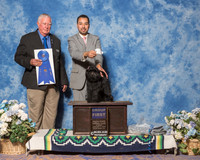 Affenpinscher #5 Sun G1 Girouard Doyle Agent Alfonso Escobedo Judge Mr Don Sutton