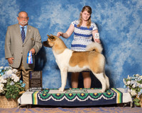 Akita #14 Sun BOW Maj Sikkink Barbara Judge Mr Vincent Chianese