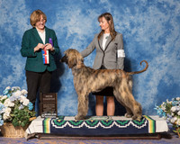 Afghan Hound #14 Sun BB New Toby Marion Judge Ms Grace Fritz