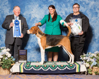 American Fox Hound #5 Sun G1 Coffield Brenda Judge Mr Howard Yost