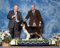 Australian Shepherd #21 Sun BOW NC Maj Hamilton Mark Agent Jesus Moreno Judge Mr Howard Yost