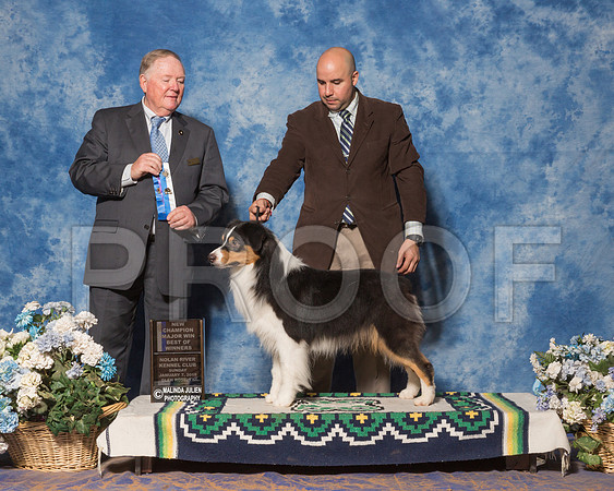 Australian Shepherd #21 Sun BOW NC Maj Hamilton Mark Agent Jesus Moreno Judge Mr Howard Yost-_ST_8216