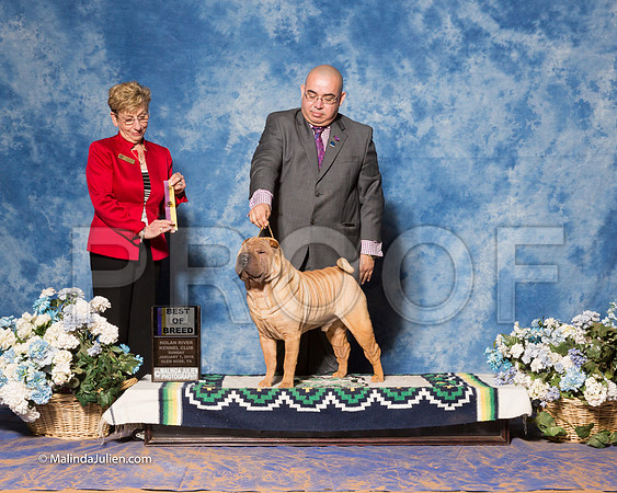 Chinese Shar Pei #5 Sun BOB GONZALEZ Alex, Beth Brown Jan S Reed Lisa Myers Judge Susan Godek-_ST_8385