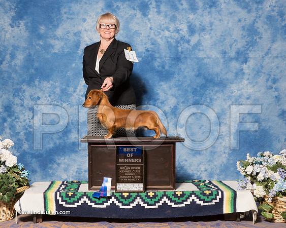 Dachshund #11 Sun BOW WILSON Jeanie Judge Alberto Berrios-_ST_8265