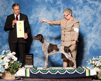 German Shorthaired Pointer #8 Sun G3 Carlene Swensson Judge Alberto Berrios