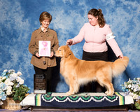 Golden Retriever #5 Sun OHG1 NIEMAN Lindsay, & Mia Nieman & CollHn Maddox Judge Molly Bogan
