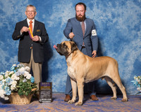 Mastiff #5 Sun BOB Keller Christi Agent Andrew Mansfield Judge Mr Richard Lewis