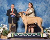 Mastiff #9 Sun BOW Franco Donna Judge Mr Richard Lewis