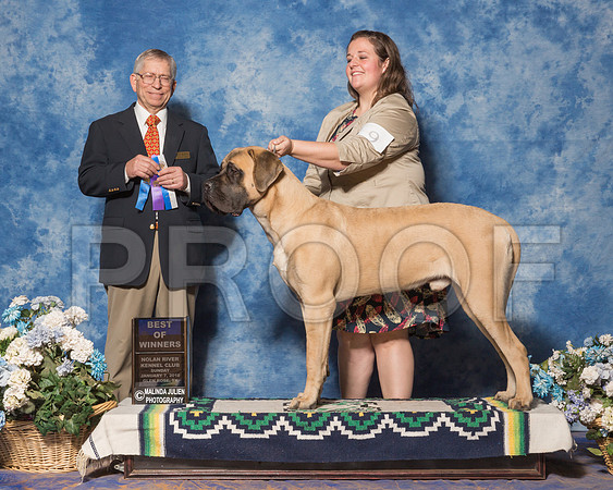 Mastiff #9 Sun BOW Franco Donna Judge Mr Richard Lewis-_ST_8180