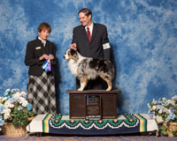 Miniature American Shepherd #7 Sun BOW NC Maj Nilsson Valerie Agent Jay Van Zandt Judge Ms Marilyn OCuilinn