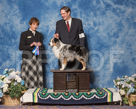 Miniature American Shepherd #7 Sun BOW NC Maj Nilsson Valerie Agent Jay Van Zandt Judge Ms Marilyn OCuilinn-_ST_8214