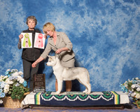 Siberian Huskie #11 Sun 4 6 BIS Chism Elizabeth